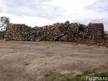 Carbune, Holzkohle - photo 4