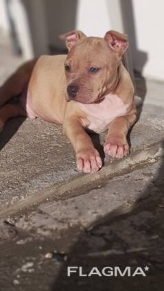Pui de American Staffordshire Terrier