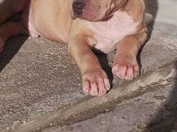 Pui de American Staffordshire Terrier