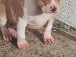 Pui de American Staffordshire Terrier - фото 2