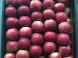Best apples from Poland wholesale - фото 8