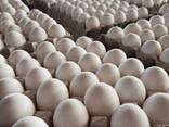 Best Quality Fresh Chicken Table Eggs Brown/White Fresh Table Chicken Eggs/ Hatching eggs - photo 1