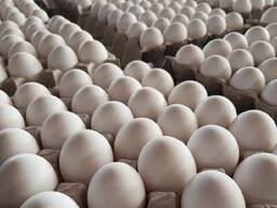 Best Quality Fresh Chicken Table Eggs Brown/White Fresh Table Chicken Eggs/ Hatching eggs