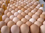 Best Quality Fresh Chicken Table Eggs Brown/White Fresh Table Chicken Eggs/ Hatching eggs - photo 1