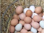 Best Quality Fresh Chicken Table Eggs Brown/White Fresh Table Chicken Eggs/ Hatching eggs - photo 2