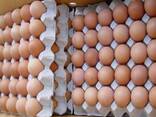 Best Quality Fresh Chicken Table Eggs Brown/White Fresh Table Chicken Eggs/ Hatching eggs - photo 3