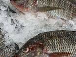 Pește tilapia congelat de cea mai bună calitate - фото 1