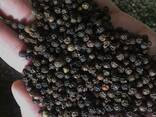 Black Pepper / White from Vietnam - photo 3