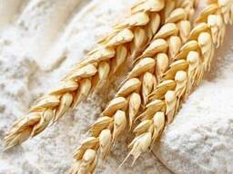 FĂINĂ en gros în saci de 50 kg și pachete de 1 kg