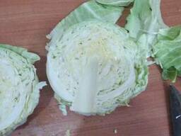 Cabbage from Uzbekistan
