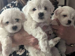 Căței maltezi de vânzare. Trimiteți-mi un mesaj pe