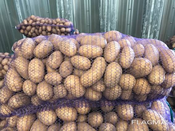 Картофель польский: Vineta, Soraya, Queen Anne и др.