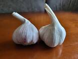 Чеснок - фото 1