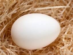 Chicken Broiler Hatching Eggs