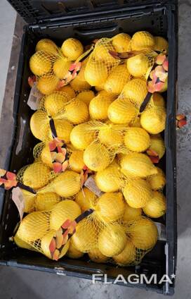 Fructe citrice din Spania