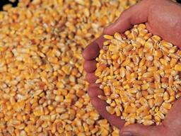 Dry Corn for sell