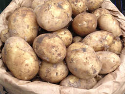 Fresh potatoes from Egypt