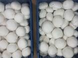 Fresh quality champignons from Poland - фото 3