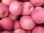 Fuji apple - photo 1