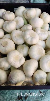 Garlic