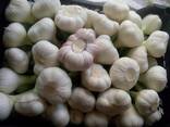 Garlic - фото 4