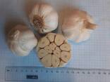 Garlic - photo 1