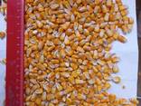 I will sell feed corn from 1000 tons on FOB Reni, Izmail - фото 1
