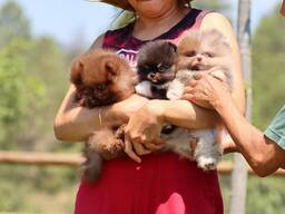 KC Pomeraniani băieți.... trimiteți-mi un mesaj