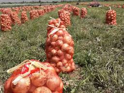 Лук репчатый