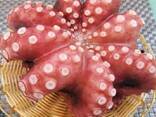 Мороженная рыба и морепродукты в Румынию от производителя из КНР - photo 1