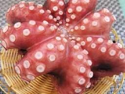 Мороженная рыба и морепродукты в Румынию от производителя из КНР