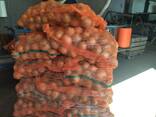 Onion from Poland - фото 1