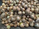 Onion from Poland - фото 2