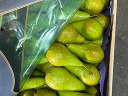 Pere Conference, Lucas și Ksenia, fabricate în Polonia