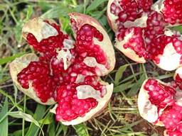 Pomegranat