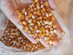 Porumb pentru popcorn
