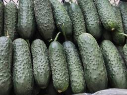 Vindem castraveți din Turcia