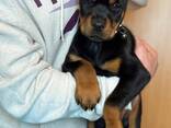 Vând cățeluși superbi de Doberman - фото 1