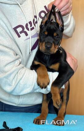 Vând cățeluși superbi de Doberman