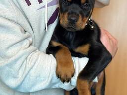 Vând cățeluși superbi de Doberman