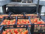 Продажа оптом помидоров, томатов из Туркменистана на экспорт по выгодным ценам