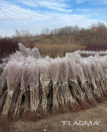 Puiet de pomi fructiferi