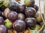 Purple Star Apple from Vietnam - photo 2