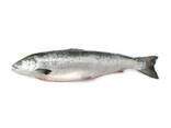 Fructe de mare Pește Congelat File de Somon Chum - фото 3