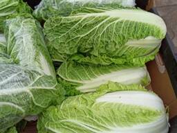 Varză chinezească (produsă în Polonia)