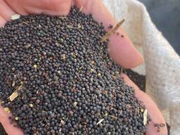 Vând rapiță fără OMG de la 1000 de tone