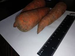 Voi vinde morcovi cu ridicata Kazahstan