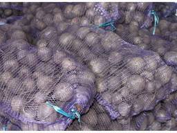 Voi vinde sfecla en-gros Kazahstan