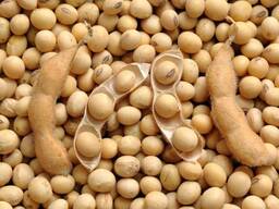 Voi vinde soia OMG la termeni FOB Izmail 6000 tone