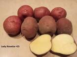 Wholesale potatoes from Poland - photo 1
